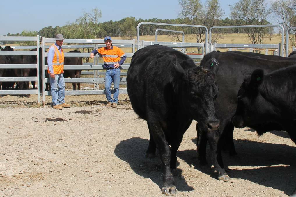 ON TRIAL: NSW Department of Primary Industries technical specialist, Pastures, Neil Griffiths and Yancoal's environmental specialist Bill Baxter inspect the steers before their weigh in.