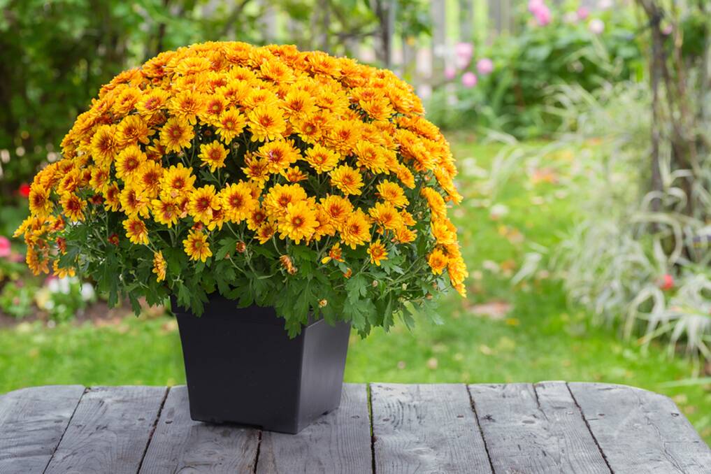 DAZZLING: Potted chrysanthemums in flower make a striking gift. 