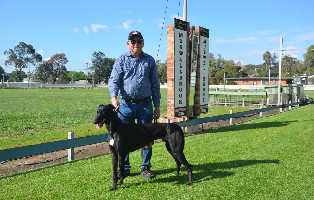 PICTURE PERFECT: Aberdeen trainer John Lawson and his Muswellbrook Cup hopeful Ned's Chance in readiness for Sunday's main event at the Muswellbrook Greyhound Club.