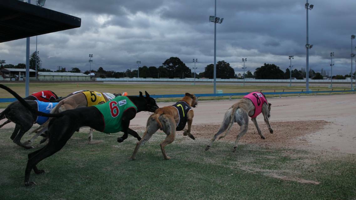 TOUGH DECISION: The Humane Society International claims the Muswellbrook track was set for closure before Premier Mike Baird's greyhound ban.