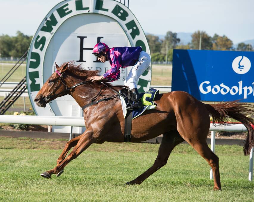 SUCCESS: Mitchell Bell guides Dylan’s Rojo to victory in the 2016 Hollydene Estate Wines Muswellbrook Gold Cup on Friday. Pic: KATRINA PARTRIDGE PHOTOGRAPHY
