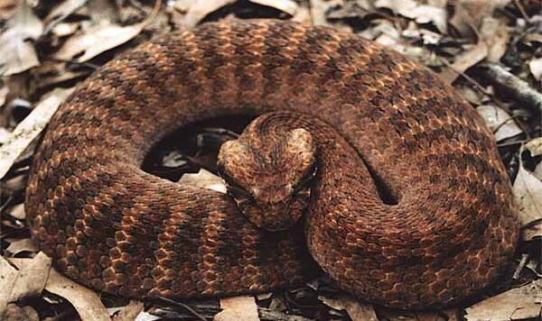 UNUSUAL: Death adder bites are very rare in the Upper Hunter. Pic: SNAKE CATCHERS