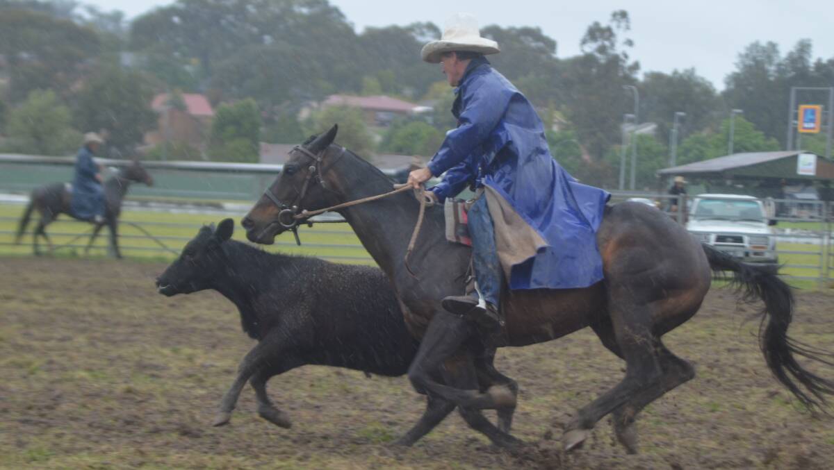 SKILLS APLENTY: John Hardie in action at the Muswellbrook Campdraft at the Muswellbrook Showground on Saturday.