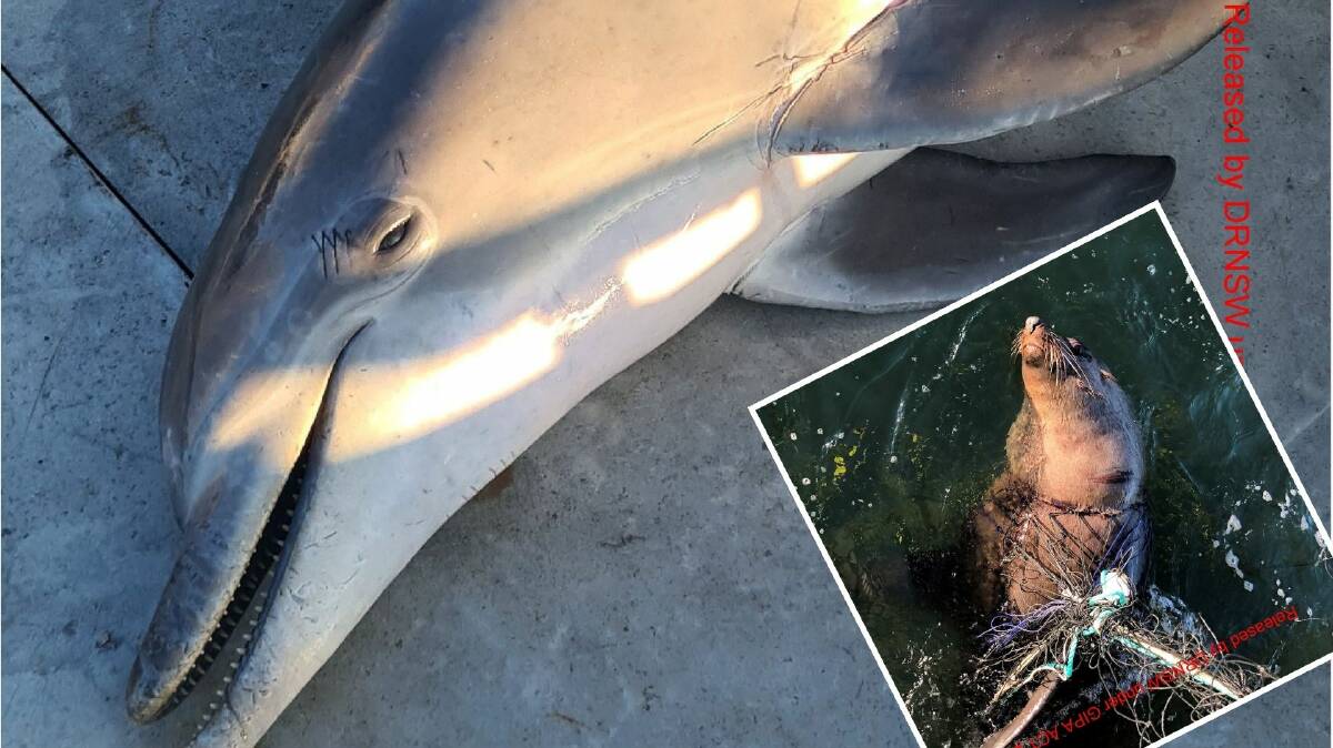 A dolphin caught in a shark net at Copacabana and a seal trapped in a net at Avoca. 