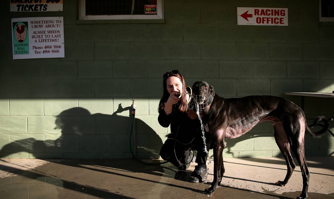 LISTEN TO US: Branxton greyhound trainer Lindsay Davis cools down her greyhound Wild Turkey.
