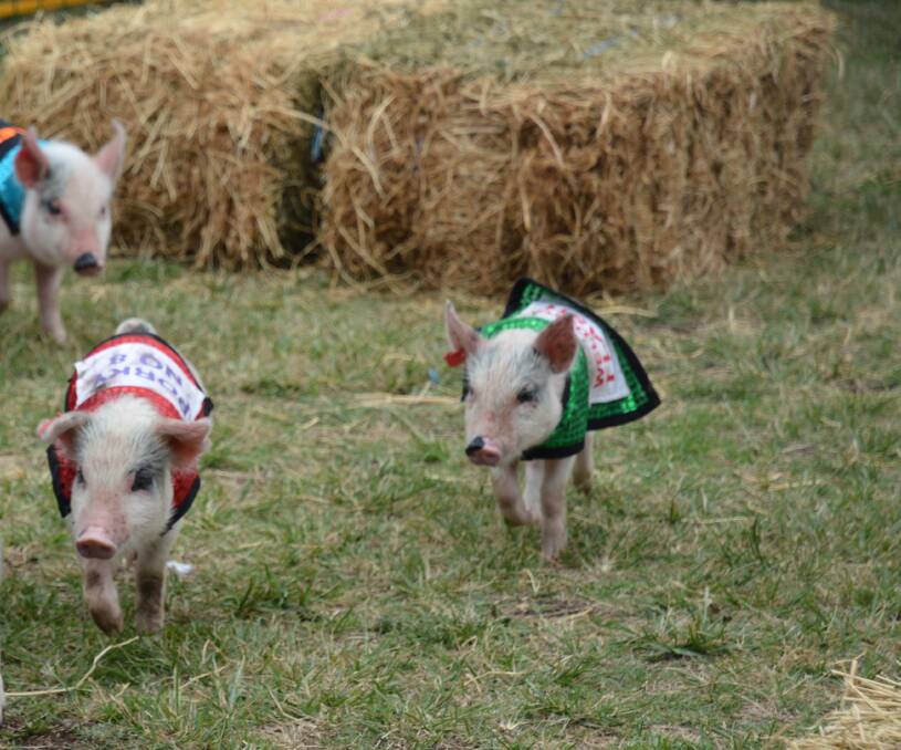 THREE LITTLE PIGS: Cute pigs competing in the 2015 Denman Pig Races, in aid of the Westpac Rescue Helicopter Service.
