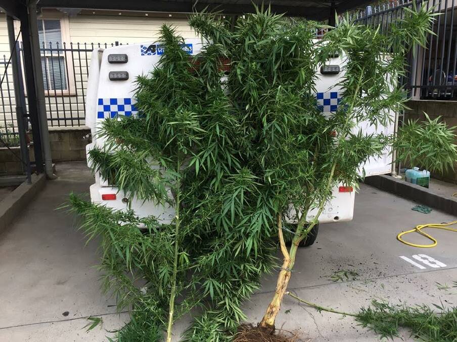 ILLEGAL: Police located this cannabis plant in Lae Street, Muswellbrook. Pic: HUNTER VALLEY LAC - NSW POLICE FORCE FACEBOOK.