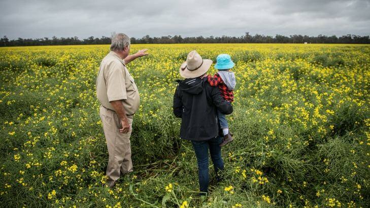Neil Mattiske with his daughter Joanne and grandson Riley look out to their canola field Photo: Wolter Peeters