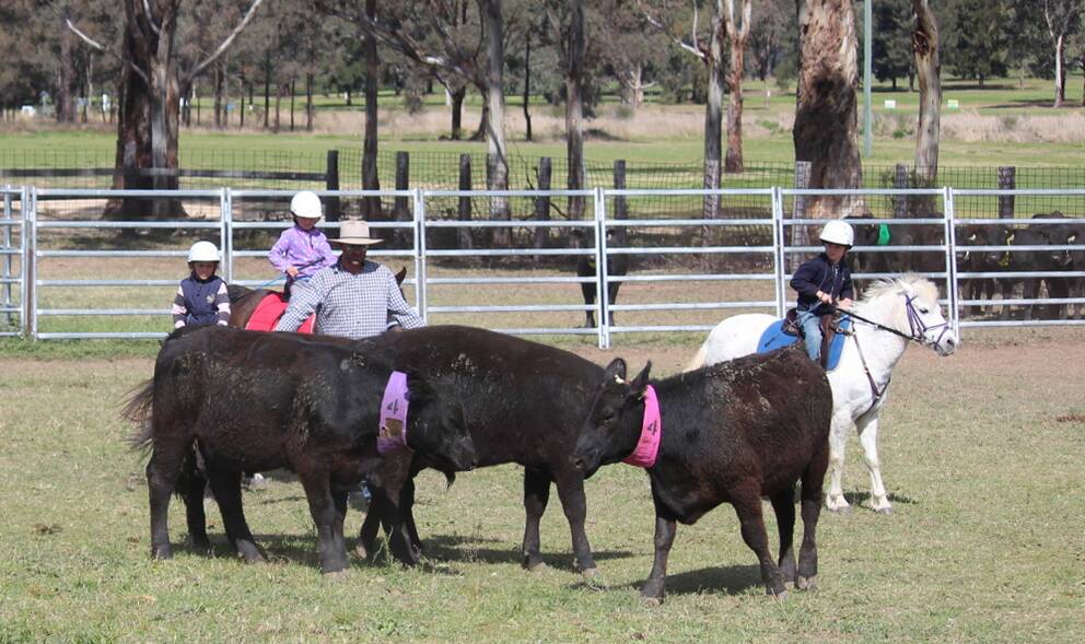 LEARNING: Emma McLaren, Miriam U'Ren and Dave Caruana taking part in the team penning at the Zone 7 Pony Club Camp.