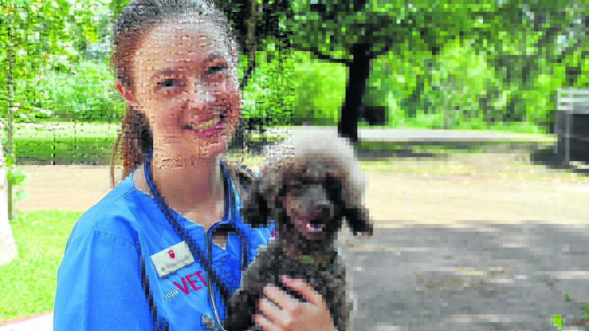IN GOOD HANDS: Dr Bec Carter from Pet Medical is encouraging local pet owners to vaccinate their dogs, like the well cared for Jaspa. 