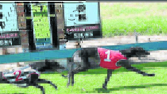 TOO GOOD: Kayla Ollerton’s Lil’ Miss Terror wins the Welcome to Muswellbrook final on Sunday. Pic: DAVID ABBOTT.