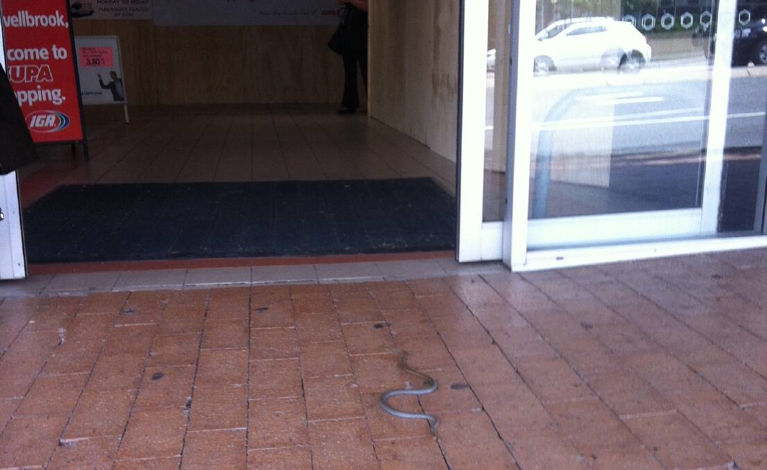 ESCAPE ATTEMPT: The snake leaving the IGA store earlier today. PIC: Mark Adnum.