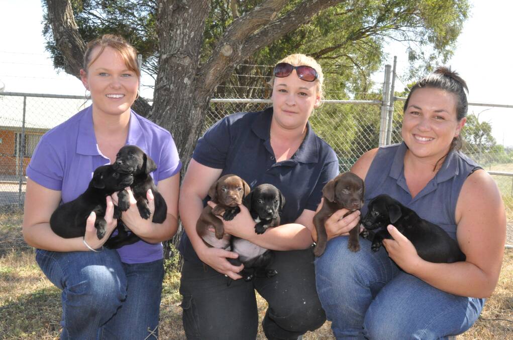 FUR-EVER FRIENDS: Muswellbrook Animal Shelter employees Jess Newton, coordinator Georgie Barlin and Lisa Potter with a litter of labrador puppies they were happy to see go to Dog Rescue to be re-homed.