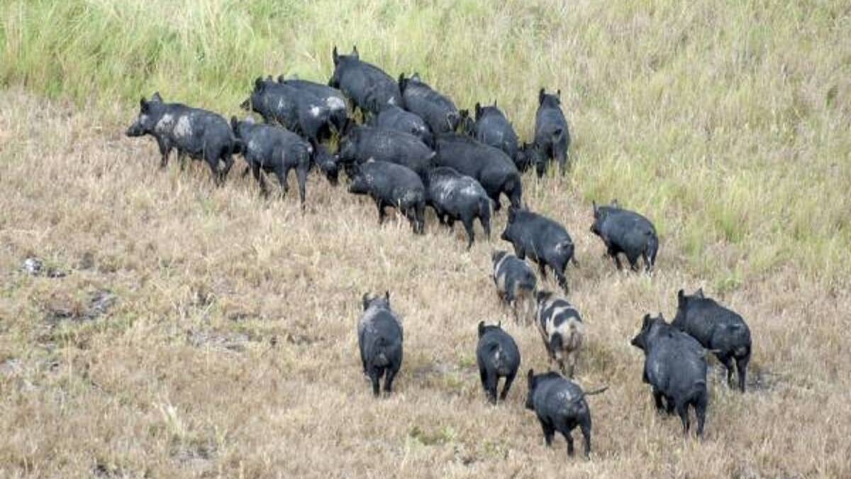 Feral pigs in the crosshairs amid fears of FMD entering NSW