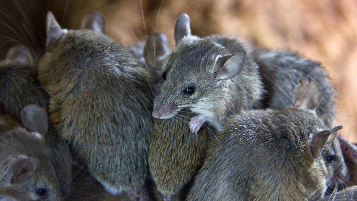 PLAGUE: A plague of mice across regional NSW has led to damaged crops and risks to human health from rodent-borne diseases