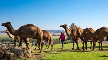 DISCOVER: Camel Milk NSW, located between Muswellbrook and Denman, is accepting Discover NSW Vouchers. Picture: Camel Milk NSW