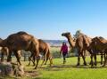 DISCOVER: Camel Milk NSW, located between Muswellbrook and Denman, is accepting Discover NSW Vouchers. Picture: Camel Milk NSW