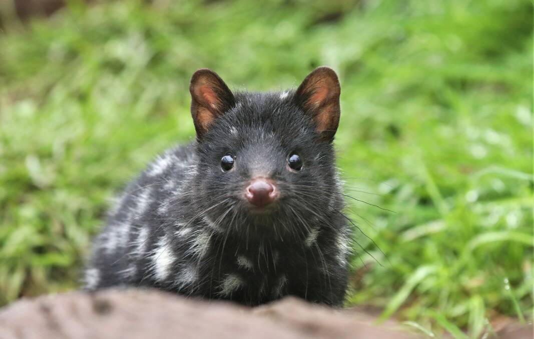 ENDANGERED: An Eastern Quoll, a native Australian species which has been considered extinct in the wild on the mainland since the 1960s. Picture: Supplied