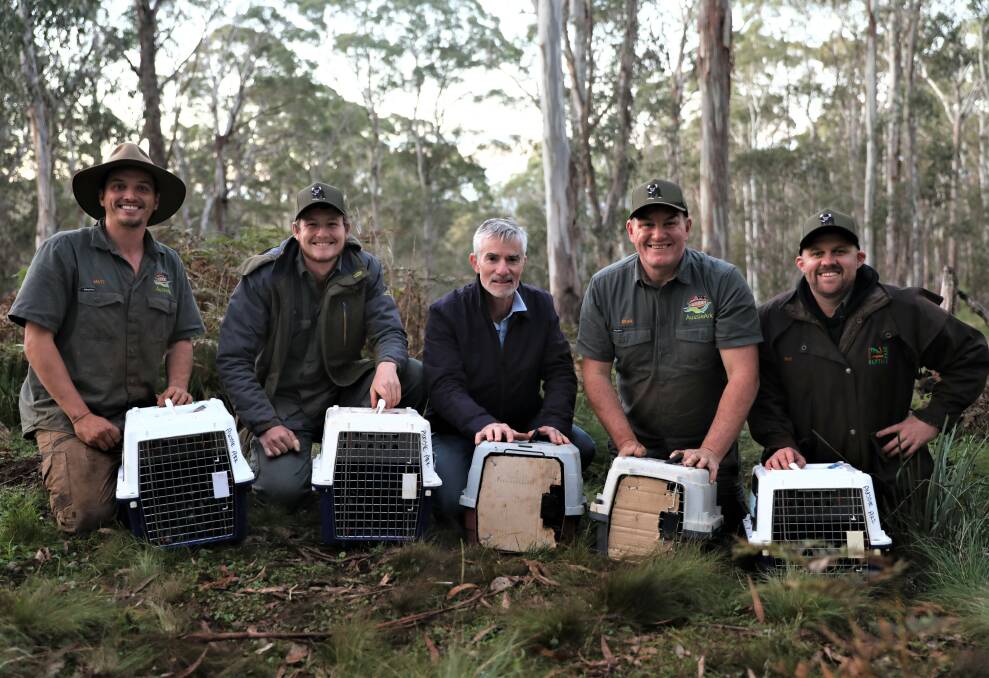 QUOLLS: Aussie Ark team members releasing 50 eastern quolls into a Barrington Tops wildlife sanctuary on Tuesday, May 24. Picture: Supplied