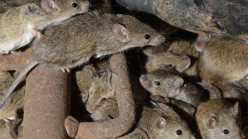 RESURGENCE: NSW farmers are worried about a potential rise in the number of mice during spring