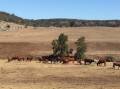 DROUGHT: Cattle at Owen's Cap during a drought in 2018. 