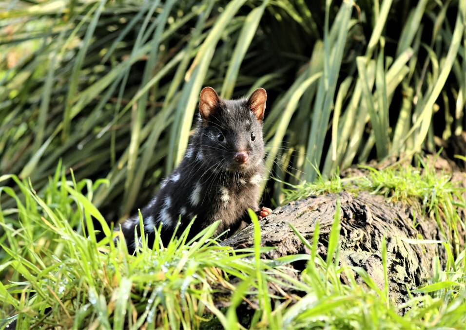 SANCTUARY: A photo of an Eastern Quoll sitting on a log. Picture: Supplied