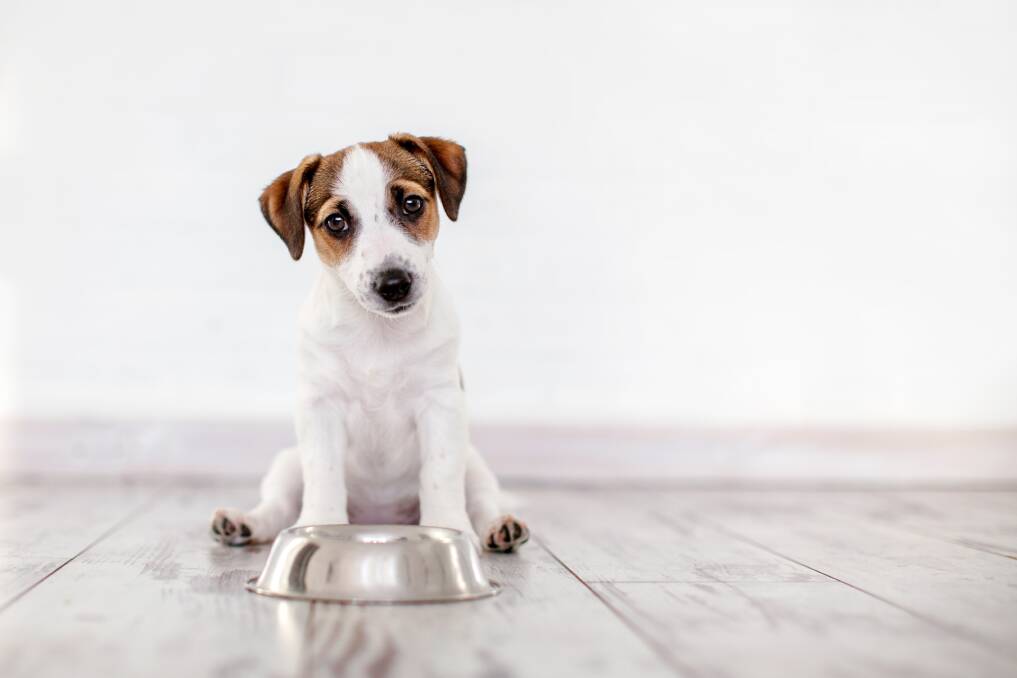 GOOD START: There are a few basic rules for raising a happy, healthy pup. Picture: Shutterstock