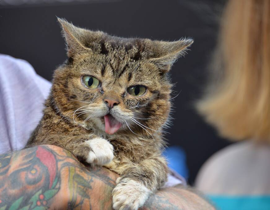PIONEER: Lil Bub is credited with being the very first social media pet influencer. 