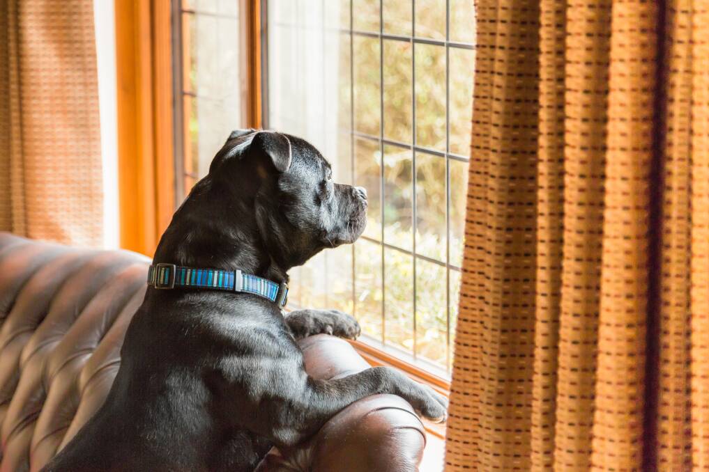 DOG GONE: For some dogs, particularly now, their owners are their world. Picture: Shutterstock