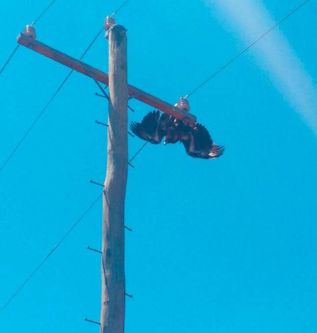 CAUGHT: The wedge-tailed eagle that was trapped in wire on a power pole at Mount View, near Cessnock, on Monday.