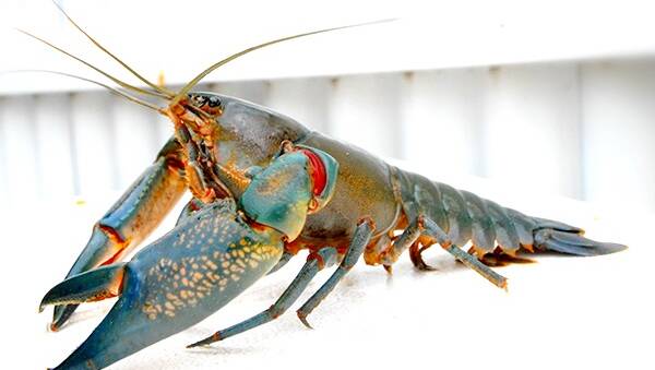 Yabbies make a bush delicacy without peer