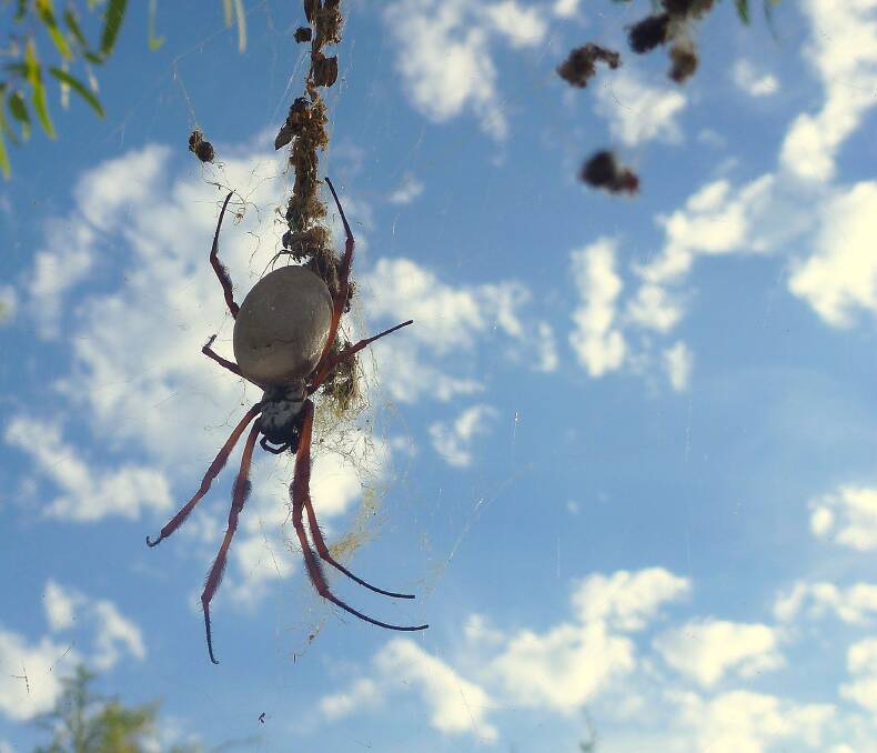 HAIRY CRITTERS: A golden orb weaver, spiders lack ears and noses, they cannot hear or smell as we do. 