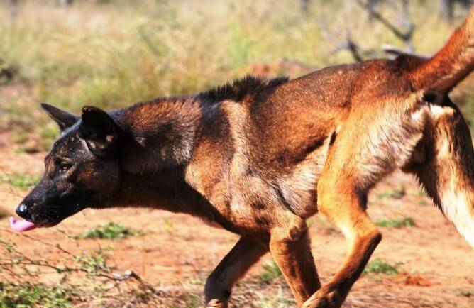 A wild dog has made fast work of a high-tech exclusion fence, even if it was going the wrong way.