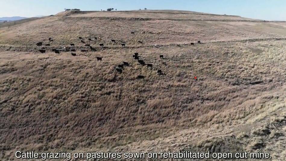 REHABILITATION PROGRESS: AN image from a Malabar Resources video of the Maxwell mine site, showing cattle grazing on backfilled land that was formerly part of the Drayton open-cut mine. Maxwell has approval to take deeper coal under what would have been the Drayton South open-cut. Picture: Malabar Resources