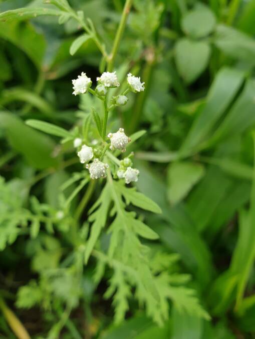 Parthenium weed found in the Upper Hunter