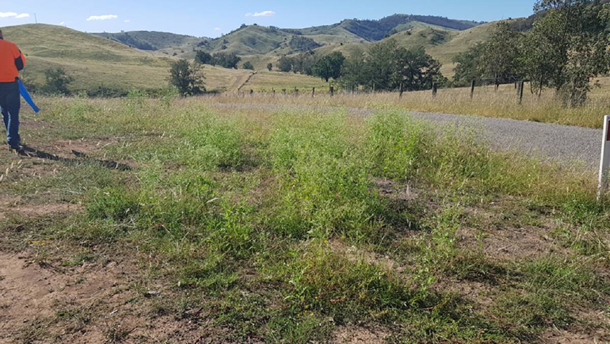 NSW Department of Primary Industries is working with the Upper Hunter Weeds Authority to eradicate partenium weed infestations along Sandy Creek Road and an adjoining road, north-east of Muswellbrook late last month. 