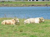 Three-day sickness in cattle has been identified early on the North Coast. Picture supplied