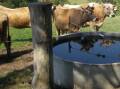 A priority for producers during dry times should be to ensure adquate good quality water for their livestock.