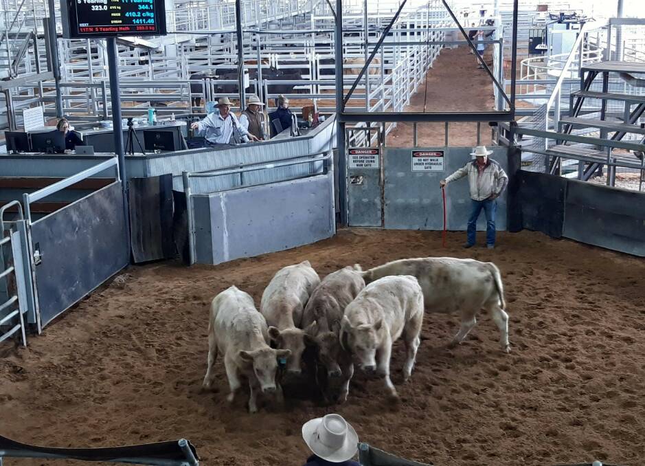 Saleyards live stream auctions attract buyers