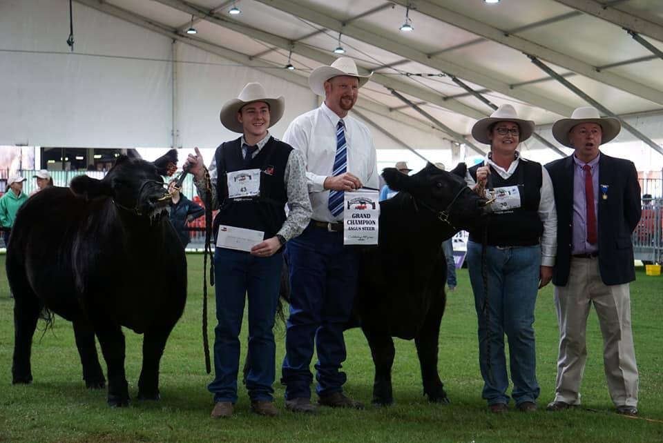 Main Camp Angus steers from Rouchel win grand champion and reserve champion at the Angus steer show at the Sydney Royal. Photo supplied.