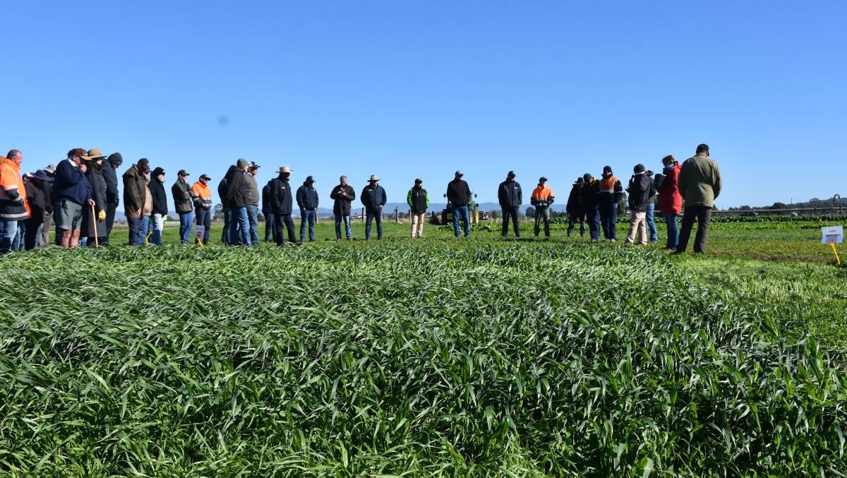 Farmers inspect winter pastures and crops at the Singleton field day 2019. The field days will return this year with the first on May 20.. 