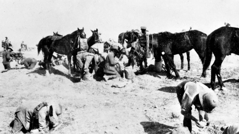 Regard: Australian horses at Beersheba during World War I. Only one Australian horse returned.
