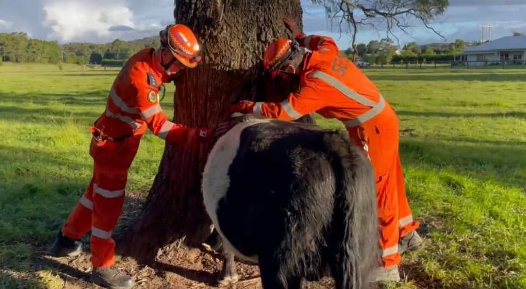 An unusual sight for all. A curious four-year-old bull got his head stuck in a tree. Photo: NSW SES Wingecarribee Unit.