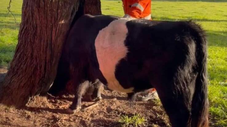 Nothing to see here: Curiosity got the better of Charlie who found himself stuck in a tree. Picture: NSW SES Wingecarribee Unit