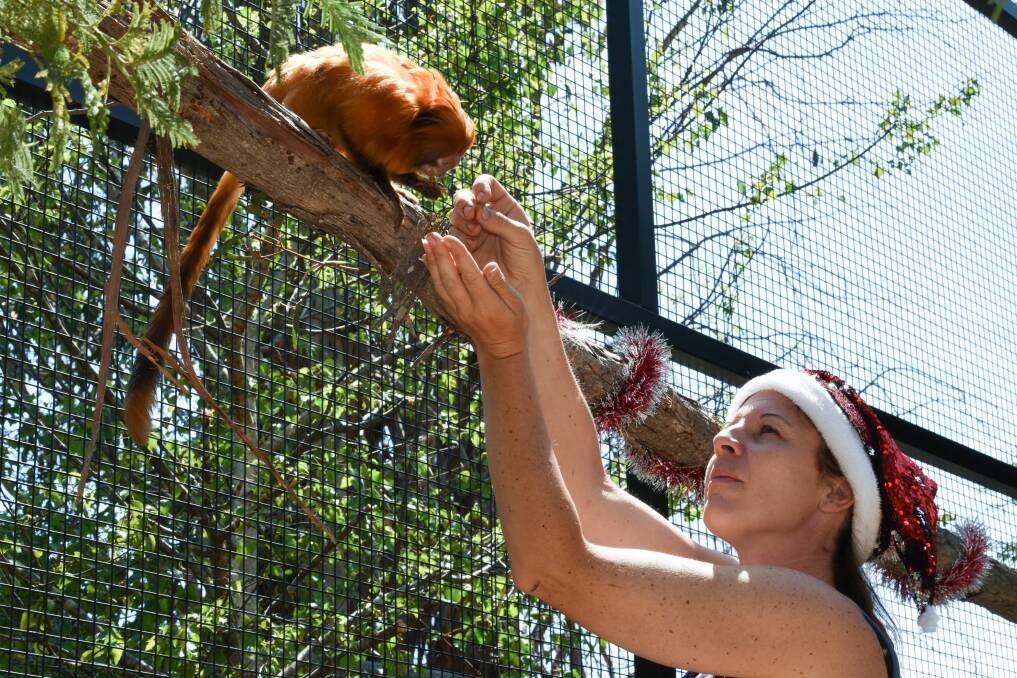 EAT UP: Fraggle the golden lion tamarin enjoys a snack at his new home, handed over by Tasmania Zoo owner Rochelle Penney. Picture: Neil Richardson 