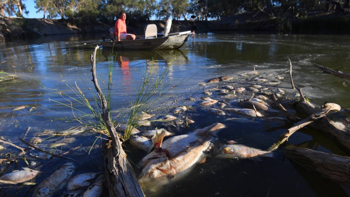 Dead fish at Menindee amid the Darling River tragedy. Photo: Nick Moir