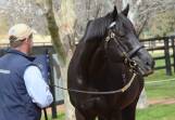 An Australian icon on the racecourse and in the breeding barn, Australian Horse Of The Year and champion Australian sire Lonhro, with groom Dean Griesheimer, on parade at Kelvinside, Aberdeen. Picture by Virginia Harvey 
