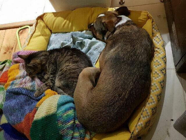 Dallas sharing his bed with Mr Benson, who was euthanised on Monday. Picture: Kate Thomson