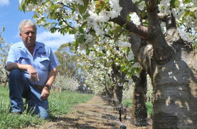 Cherry grower Guy Gaeta, Orange, and chairman of the NSW Farmers' Horticulture Committee, says imposing minimum wage onto a piece-work job-site will send farmers broke.