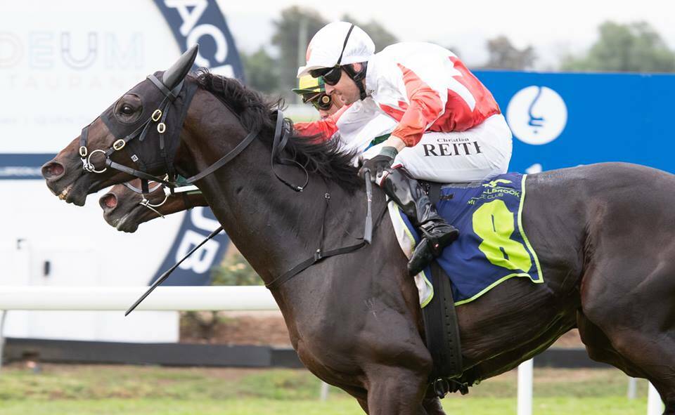 HOT PACE: Imported Japanese-bred The Bandit, backed in from $41 to start at $18, claims the $100,000 Muswellbrook and District Workers Club Muswellbrook Gold Cup on Friday. Pic: KATRINA PARTRIDGE PHOTOGRAPHY